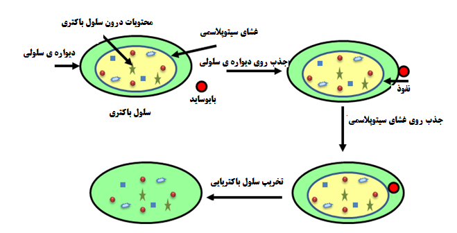 عملکرد بایوساید بر روی حذف سلول باکتری