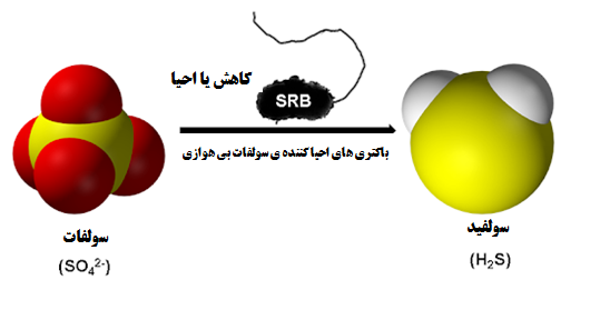 احیای سولفات به سولفید