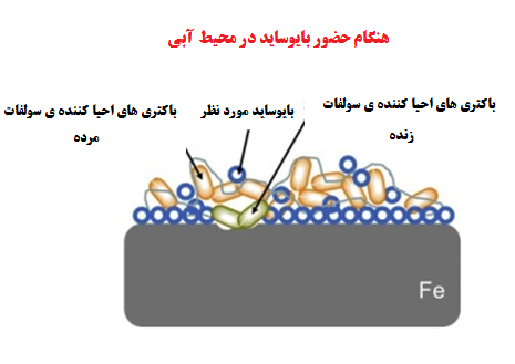 حذف باکتری های احیا کننده ی سولفات در نتیجه ی حضور بایوساید