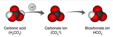 اندازه گیری کربنات (-CO32) و بیکربنات (-HCO3)